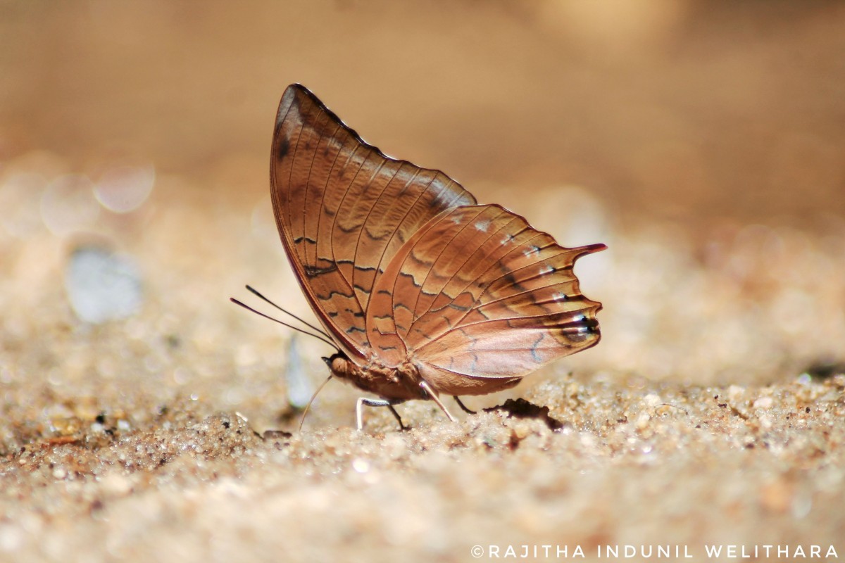 Charaxes